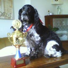 Cocker spaniel Mik HIMMELHUND