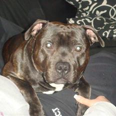 Staffordshire bull terrier Staff Royal Kejser R.I.P