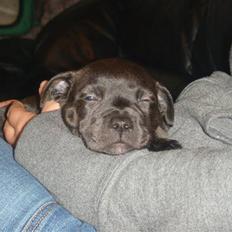 Staffordshire bull terrier Staff Royal Kejser R.I.P
