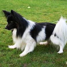 Papillon Birkedal's Hovsa / Pjevs