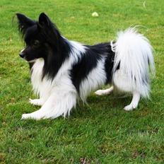 Papillon Birkedal's Hovsa / Pjevs