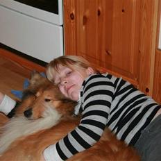 Collie langhåret Samion Sailor de Monds