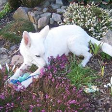 Hvid Schweizisk Hyrdehund Arven RIP