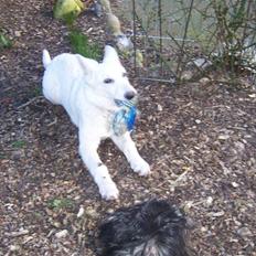 Hvid Schweizisk Hyrdehund Arven RIP