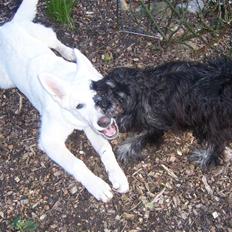 Hvid Schweizisk Hyrdehund Arven RIP