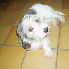 Petit basset griffon wendéen newgrif Elvira madigan<3 