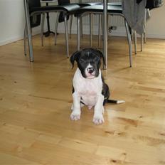 Blanding af racer Enzo *SOLGT*