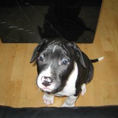 Blanding af racer Enzo *SOLGT*