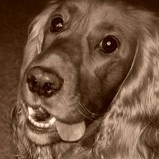 Cocker spaniel Trine ´fransen