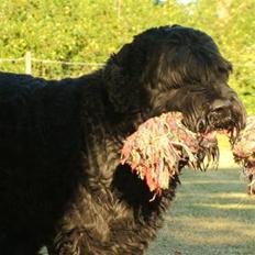 Sort russisk terrier Romanov - Død