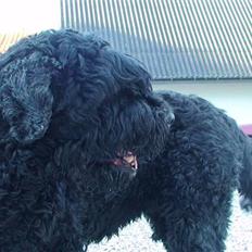 Sort russisk terrier Trishja - Død