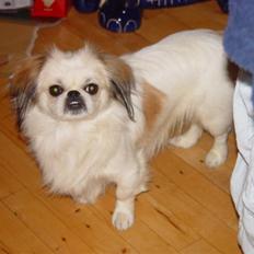 Blanding af racer bobo