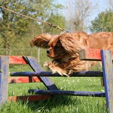 Cavalier king charles spaniel ''Dutte''