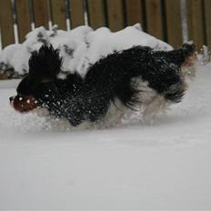 Cavalier king charles spaniel Cavaqueens Amazing Amy