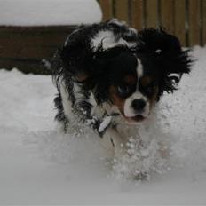 Cavalier king charles spaniel Cavaqueens Amazing Amy
