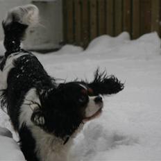 Cavalier king charles spaniel Cavaqueens Amazing Amy