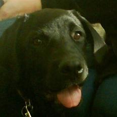 Blanding af racer Haja