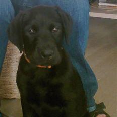 Blanding af racer Haja