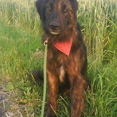 Blanding af racer Lucky 