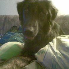 Blanding af racer Lucky 