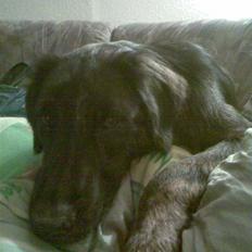 Blanding af racer Lucky 