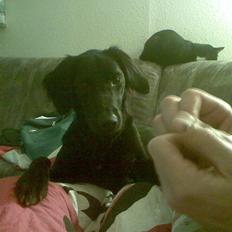 Blanding af racer Happy 