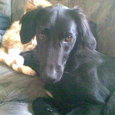 Blanding af racer Happy 