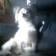 Blanding af racer Hertug, Gismo, Dior