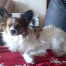 Blanding af racer Hertug, Gismo, Dior