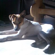 Blanding af racer Hertug, Gismo, Dior