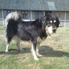 Tibetansk mastiff Tseepo