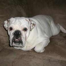 Engelsk bulldog Frank *R.i.p*