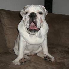 Engelsk bulldog Frank *R.i.p*