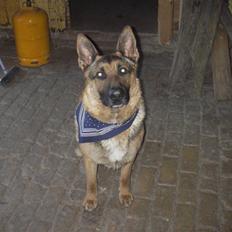 Schæferhund Rambus