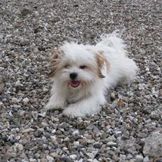 Blanding af racer Nemo