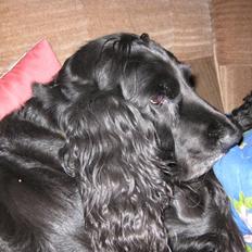 Cocker spaniel Rosie R.I.P 8-10-2008