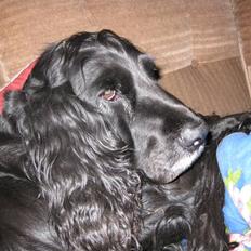 Cocker spaniel Rosie R.I.P 8-10-2008