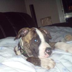 Amerikansk bulldog Kenzo