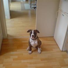 Amerikansk bulldog Kenzo