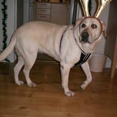 Labrador retriever Sheila