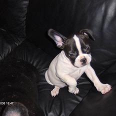 Fransk bulldog Luna