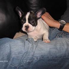 Fransk bulldog Luna