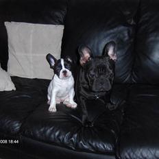 Fransk bulldog Luna