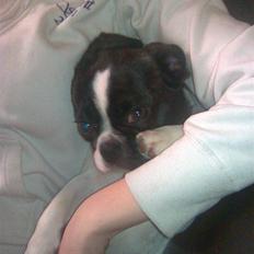 Blanding af racer Daisy