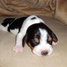 Blanding af racer Buller