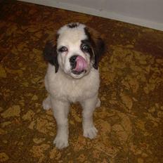 Sankt bernhardshund Anton