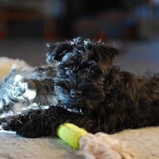 Dvaergschnauzer Kenzo