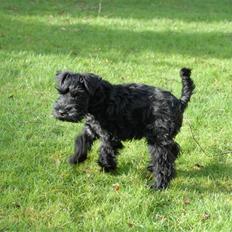 Dvaergschnauzer Kenzo