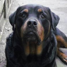 Rottweiler Whiskey
