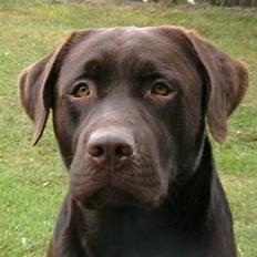 Labrador retriever Tjeko